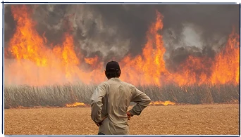 As queimadas começam com mentiras, e o preço é alto